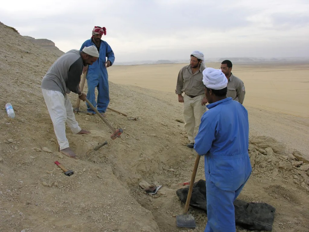 Mohammed Sameh Antar supervising the Aegicetus gehennae excavation at Qaret Gehannam, Wadi Al-Hitan, 2007