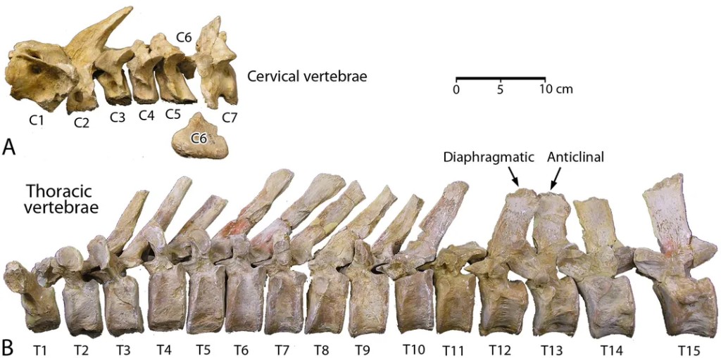 Cervical (C1–C7) and thoracic (T1–T15) vertebrae of Aegicetus gehennae holotype with diaphragmatic and anticlinal vertebrae labeled