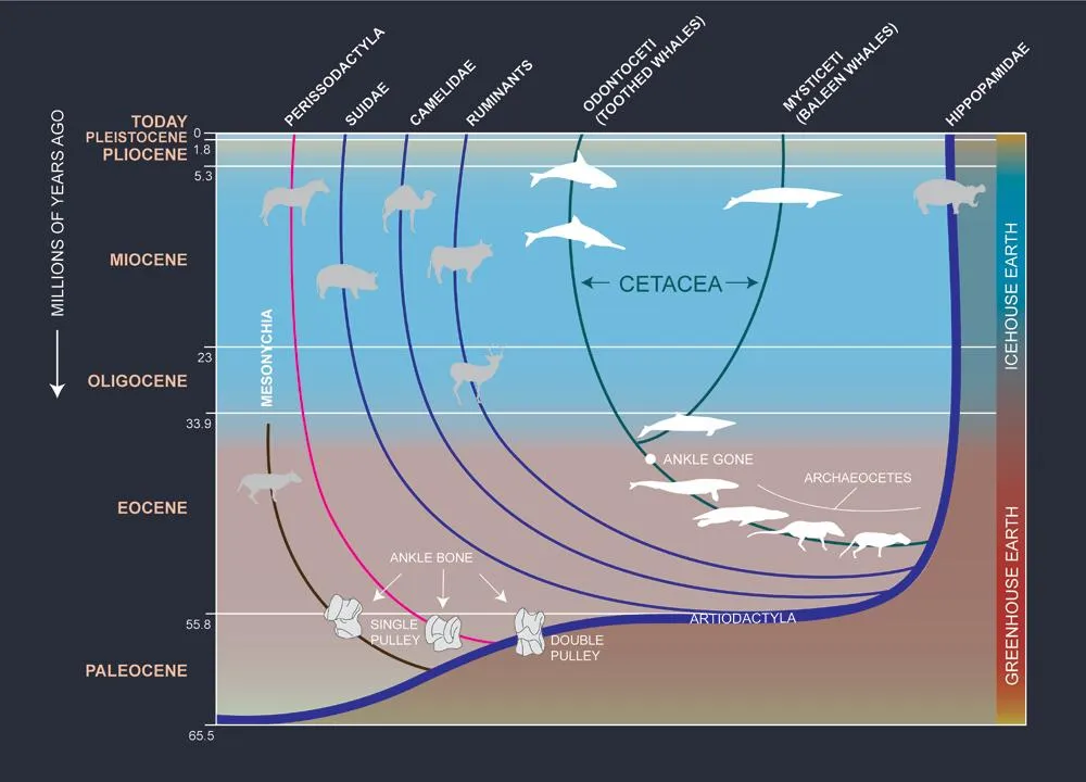 Diagram of whale evolution from terrestrial ancestors through archaeocetes to modern odontocetes and mysticetes, with greenhouse to icehouse Earth transition