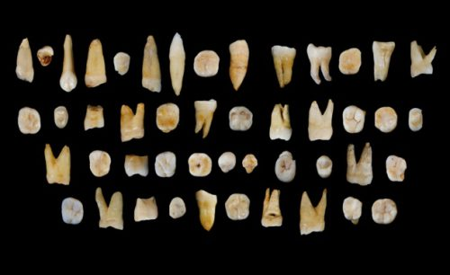 Fossil teeth from Pleistocene fauna recovered near Al Wusta