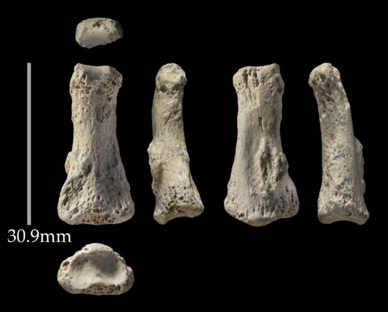 Al Wusta 1 Homo sapiens intermediate phalanx photographed from multiple angles with 30.9 mm scale