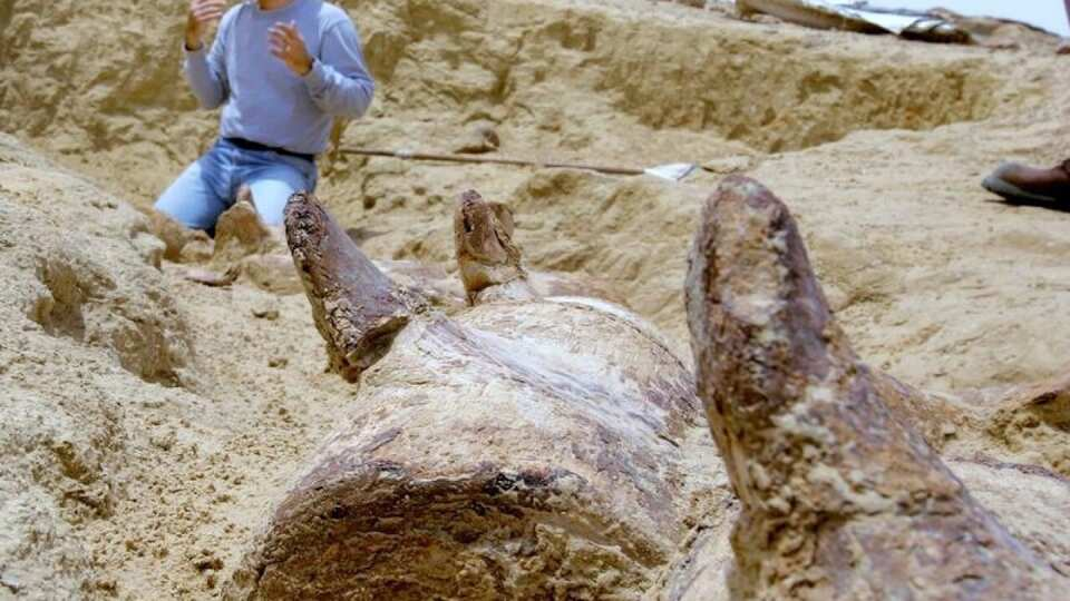 Iyad Zalmout at a Basilosaurus jaw excavation in the Valley of the Whales, Egypt