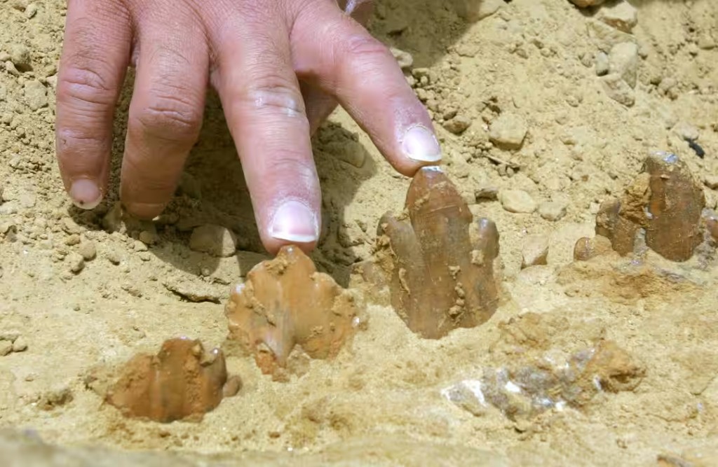 Iyad Zalmout points to carnivorous whale teeth exposed in Wadi Hitan desert strata