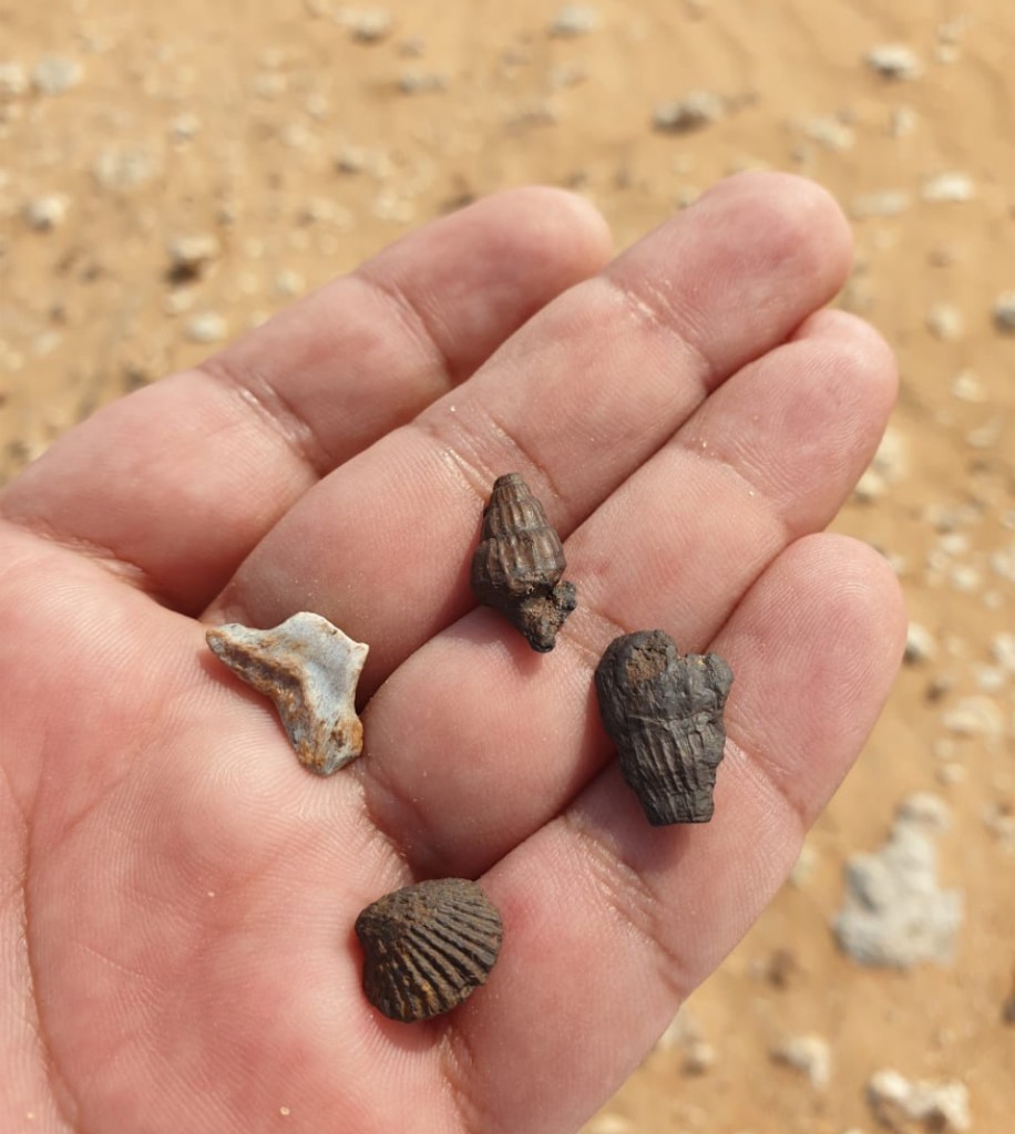 Fossilized gastropod, bivalve, and bone fragments held in a researcher's palm at Khurais