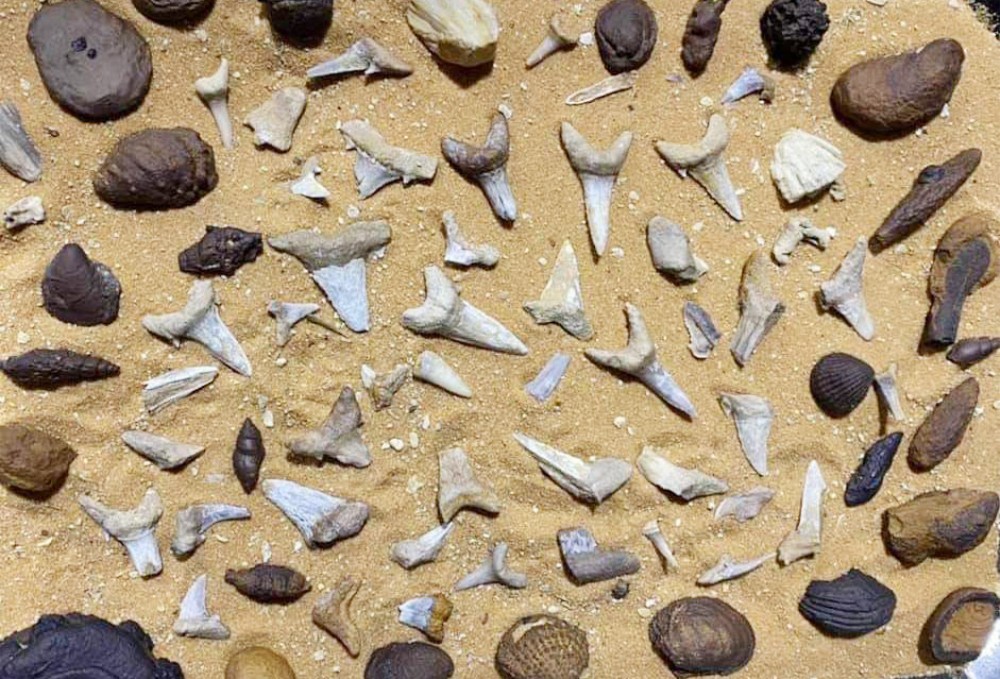 Diverse Middle Eocene marine fossils including shark teeth and mollusk shells arranged on sand
