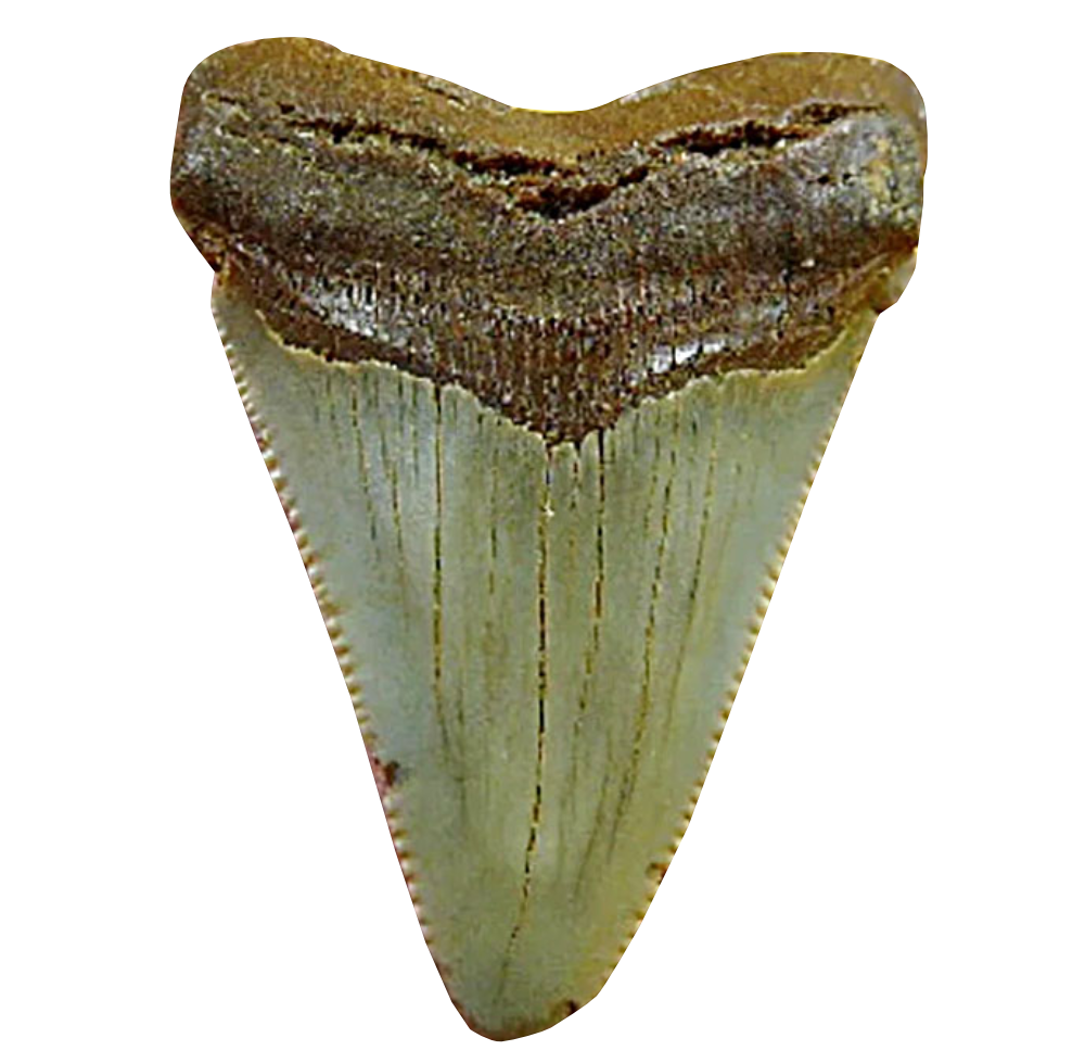 Large fossilized lamniform shark tooth from the Dammam Formation with serrated crown
