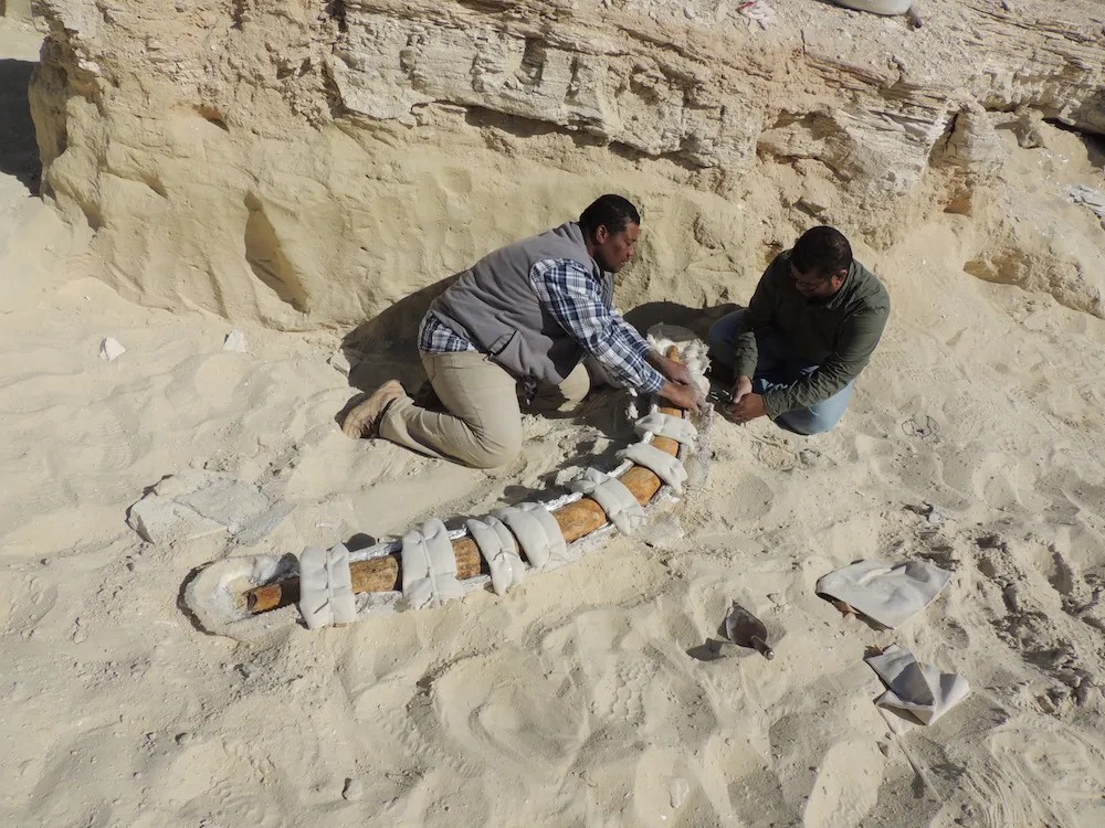 SGS researchers jacketing a 500,000-year-old Elephas recki tusk in the Nafud Desert, Saudi Arabia