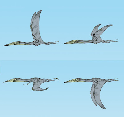 Four-panel sequence showing Inabtanin alarabia wing-flap cycle with skeletal overlay