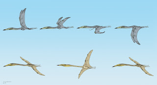 Comparison of flapping flight in Inabtanin alarabia versus soaring flight in Arambourgiania philadelphiae