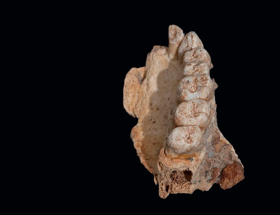 Maxilla of Misliya-1 hominin identified as early Homo sapiens, ~200,000 years old