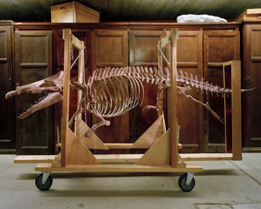 Basilosaurid whale skeleton mount showing vestigial hind legs with knees and toes