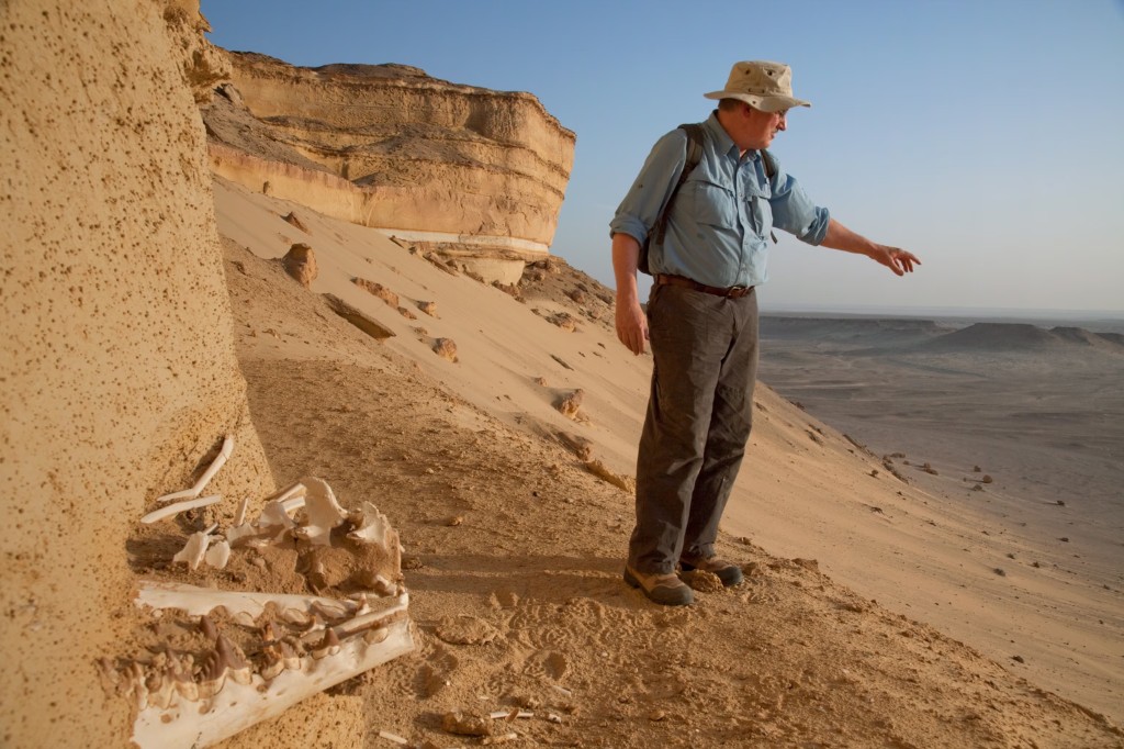 Philip Gingerich at Wadi Hitan pointing toward the desert valley where Basilosaurus fossils emerge from Eocene strata
