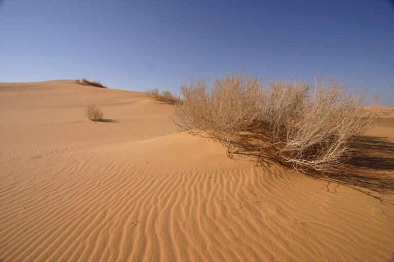 Red sand dunes and sparse desert vegetation in the Great Nefud Desert