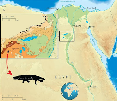 Map of Egypt showing Phiomicetus anubis discovery site in the Fayum Depression