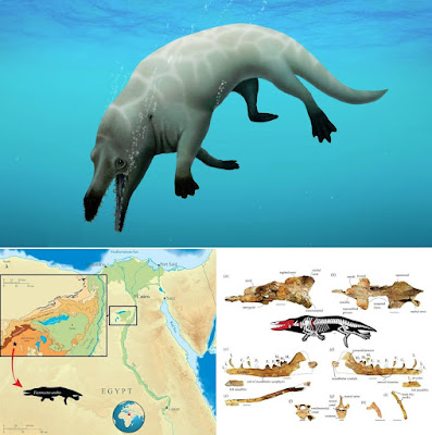 Composite figure showing Phiomicetus anubis life restoration, Fayum map, and fossil elements