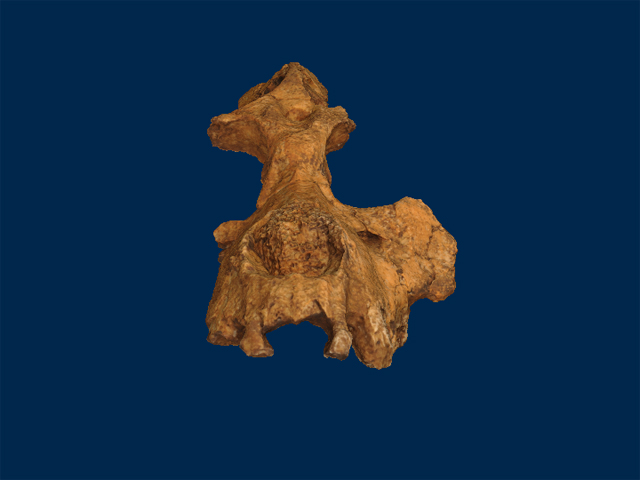 3D digital model of Saadanius hijazensis cranium showing long rostrum, orbits, and sagittal crest