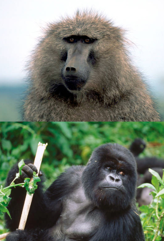Modern Old World monkey (baboon) and ape (gorilla) illustrating crown catarrhine diversity