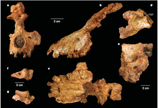 Holotype partial cranium of Saadanius hijazensis — frontal, lateral, palatal, and detailed anatomical views (a–g) with tubular ectotympanic and glenoid fossa labeled