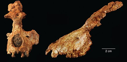 Frontal and lateral views of the partial skull of Saadanius hijazensis with 2 cm scale bar