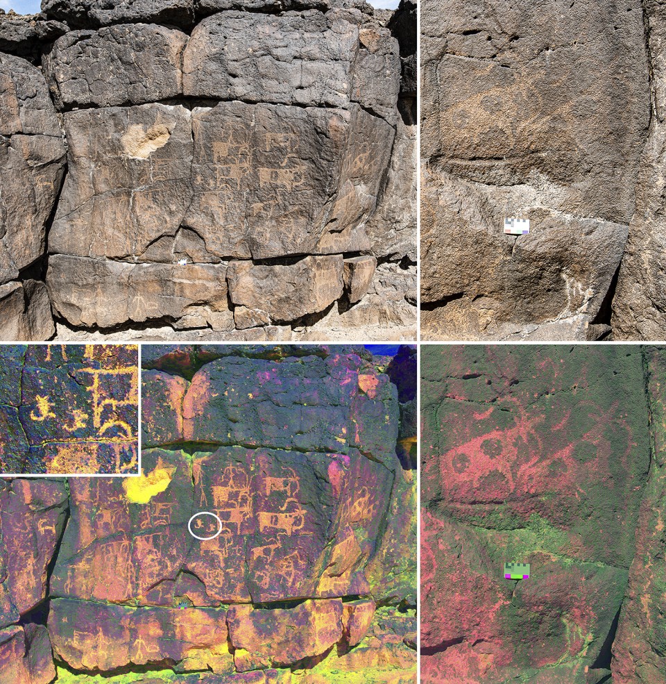 Neolithic rock art at Umm Jirsan showing herds, human figures, and dog engravings enhanced with DStretch